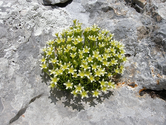 saxifraga exarata / Sassifraga solcata